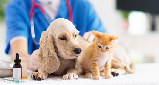 Kleintierdiagnostik bei Hund und Katze