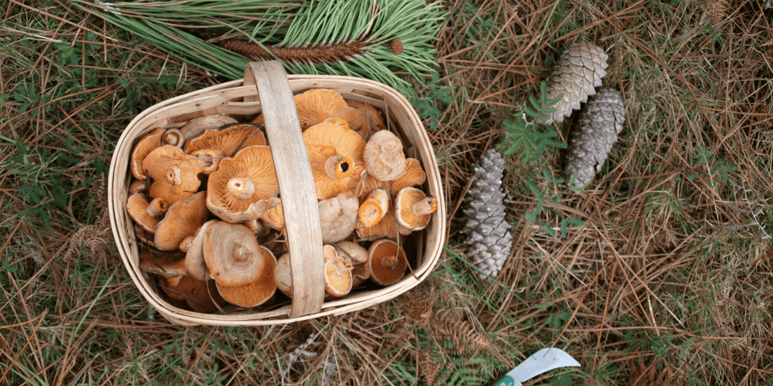 Gefüllter Korb mit Pilzen auf Waldboden zwischen Kiefernnadeln und Zapfen, herbstliche Naturaufnahme aus der Vogelperspektive