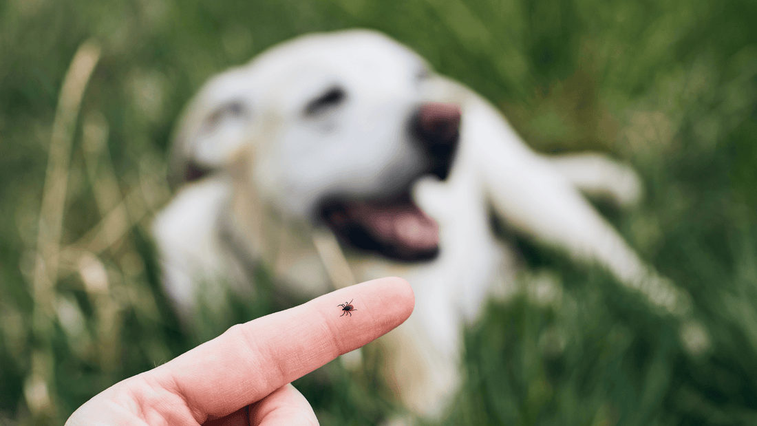 Zecke die auf einem Finger sitzt und im Hintergrund ein Hund, der im Gras liegt