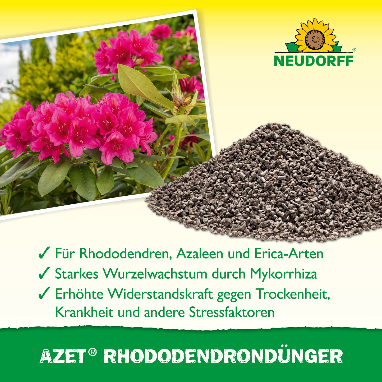 Ein Stapel Azet RhododendronDünger von Neudorff Shop liegt neben einem blühenden rosa Rhododendron. Der Text darunter beschreibt die Vorteile von Rhododendron, Azaleen und Eriken. Oben ist das Neudorff-Logo zu sehen.